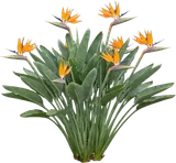 Bird of Paradise