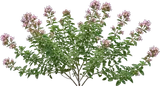 Oregano