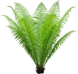 Ostrich Fern