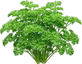 Parsley