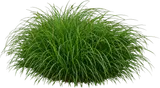 Pennsylvania Sedge