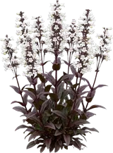 Beardtongue