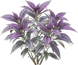 Persian Shield