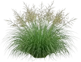 Prairie Dropseed