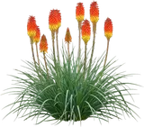 Red Hot Poker