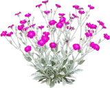 Rose Campion