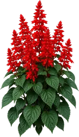 Scarlet Sage