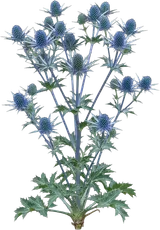 Sea Holly