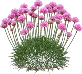 Sea Thrift