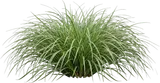 Japanese Sedge