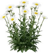 Shasta Daisy