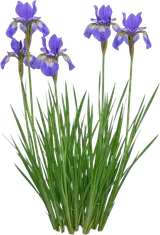 Siberian Iris