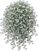 Silver Falls Dichondra