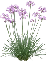 Society Garlic