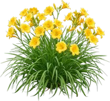 Stella de Oro Daylily