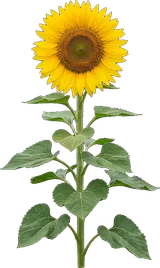 Common Sunflower