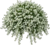 Sweet Alyssum