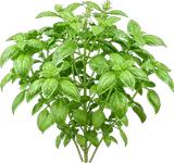 Sweet Basil