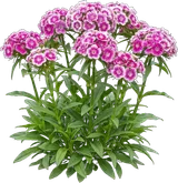 Sweet William