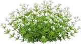 Sweet Woodruff