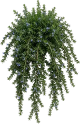 Trailing / Creeping Rosemary
