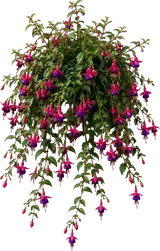 Trailing Fuchsia (basket type)
