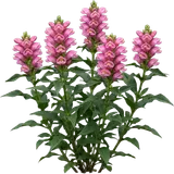 Turtlehead