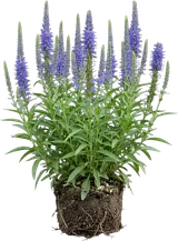 Speedwell