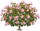 Wax Begonia