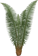 Western Sword Fern
