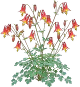 Wild Columbine