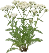 Yarrow