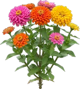 Zinnia