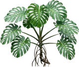 Monstera (Swiss Cheese Plant)