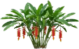 Lobster Claw Heliconia