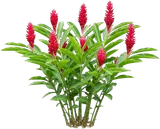 Red Ginger
