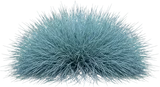 Blue Fescue