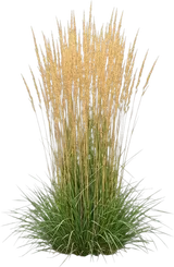 Karl Foerster Feather Reed Grass