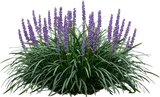 Big Blue Liriope