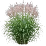 Maiden Grass