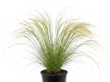 Mexican Feather Grass