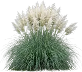 Pampas Grass