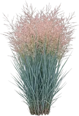 Switchgrass (Heavy Metal)