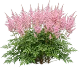 Pink Astilbe