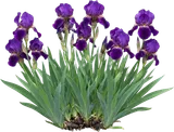 Purple Bearded Iris