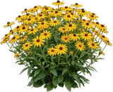 Black-eyed Susan