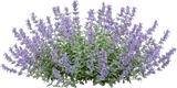Walker's Low Catmint