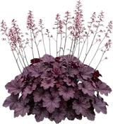 Heuchera (Palace Purple)