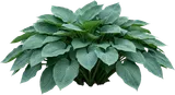 Hosta (Blue)