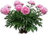 Pink Peony